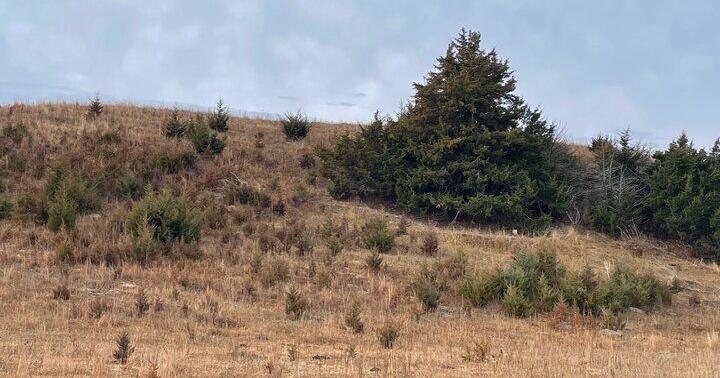 Nebraska Extension launches six-part webinar series on controlling invasive weeds, pests in pastures