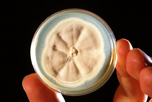 Culture of beneficial fungus