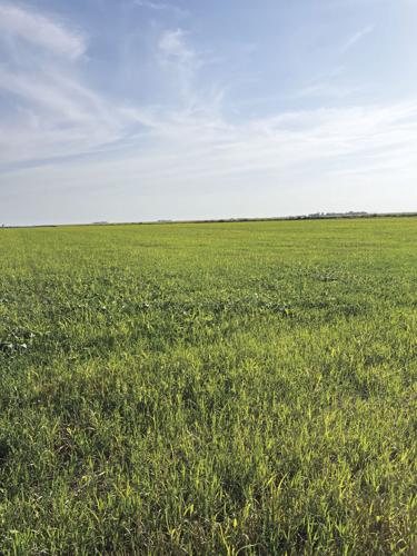 CW Stange (3) worked.jpg