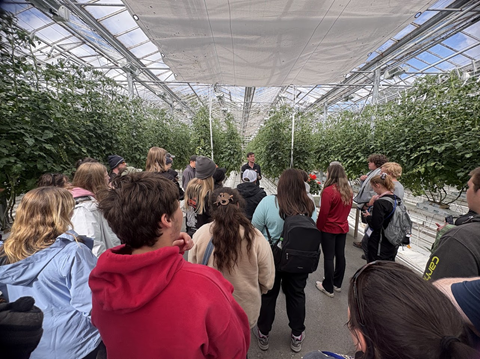Tomato greenhouse
