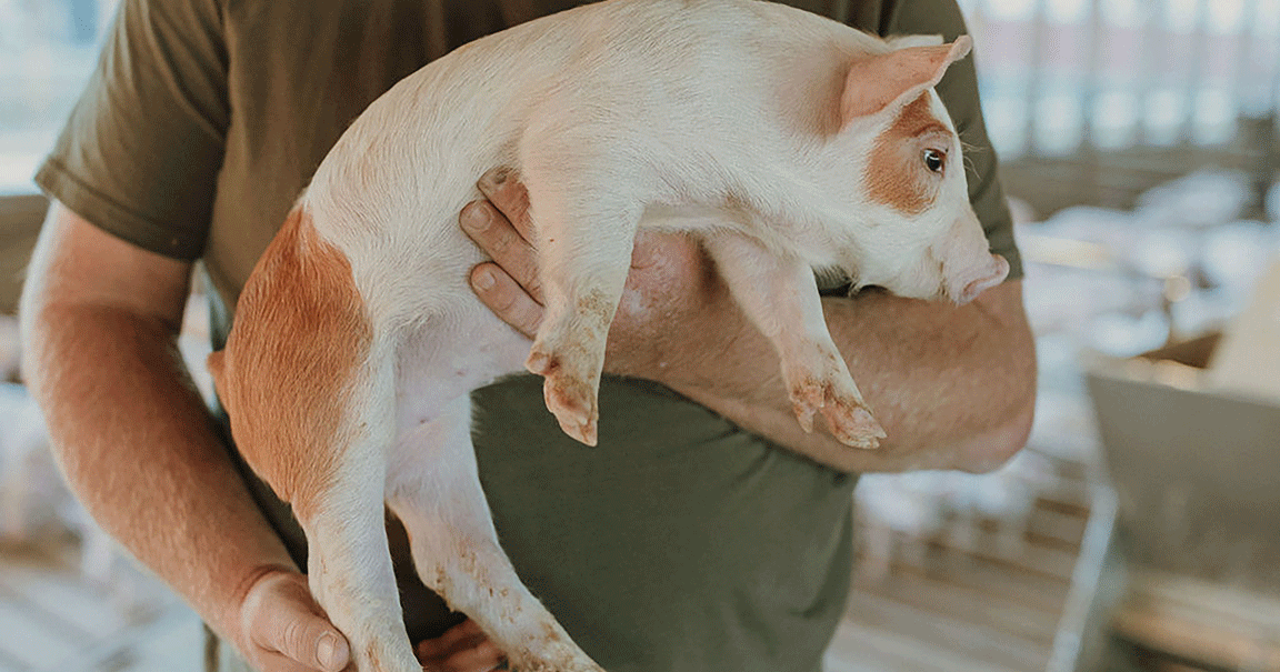 Contract works for Illinois pork operation