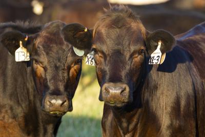 Dairy-beef cattle.jpg