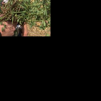 Checking for alfalfa nodules