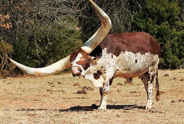 What does a watusi cow look like