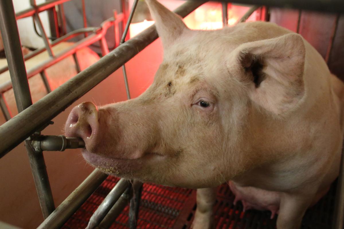Sow drinking