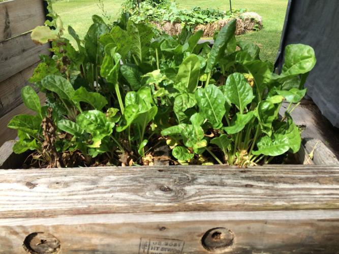 Swiss chard still producing in September