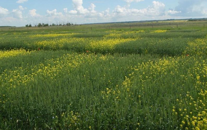 Organic field with wild mustard