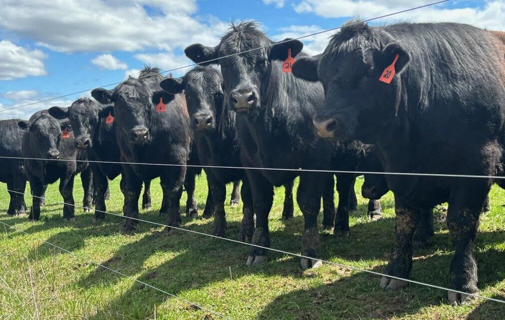 Angus beef herd