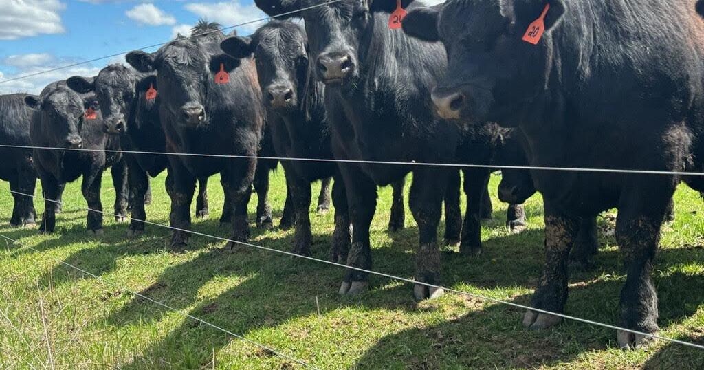 Steer values rise 144% over 5 years