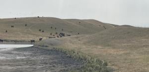 Grazing management key to drought recovery, resilience