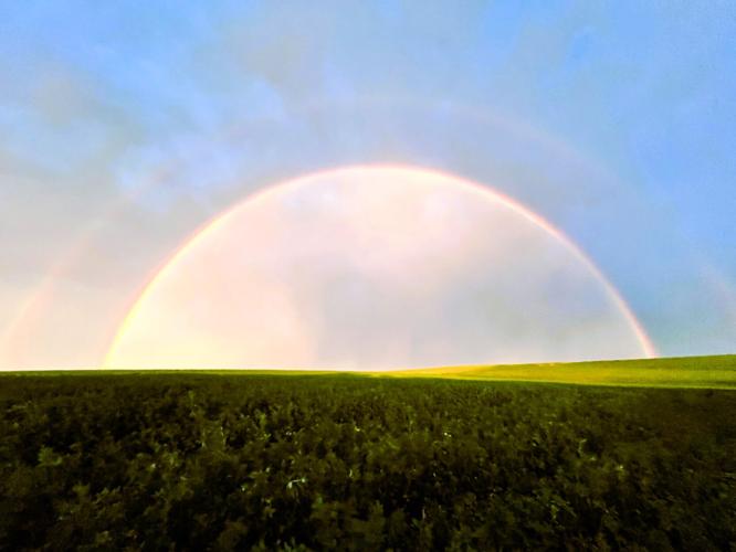 Rainbow over alfalfa