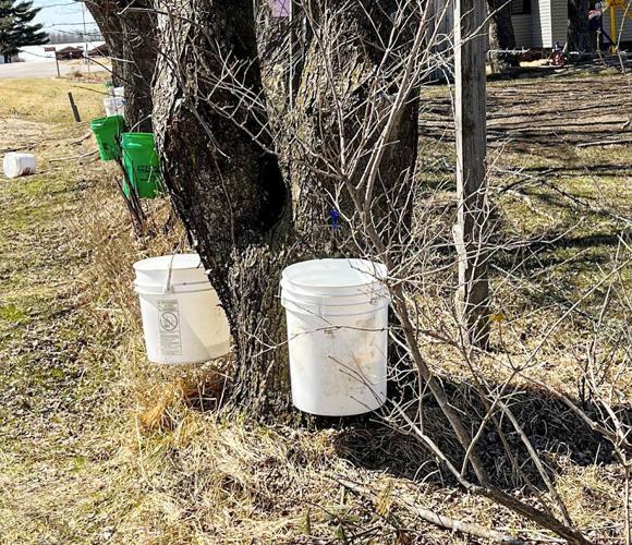 Sap buckets