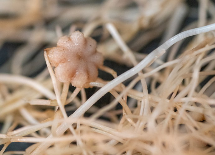 Chickpea root nodule