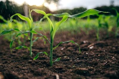 Small rain over corn sapling field in the mornng