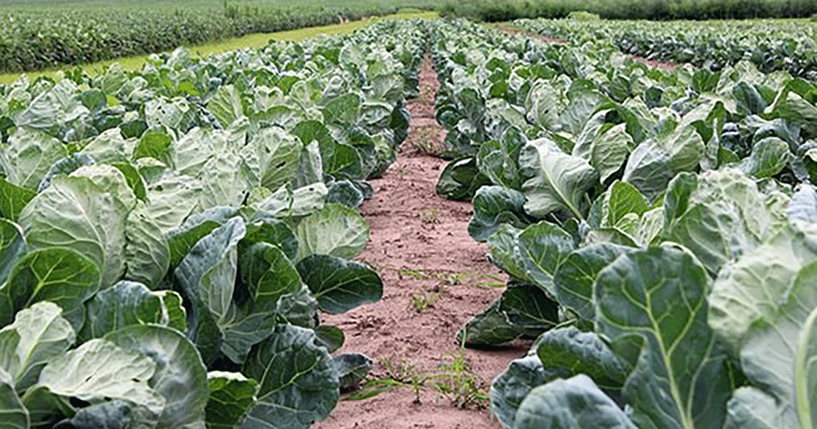 Early spring planting brings bounty all season long