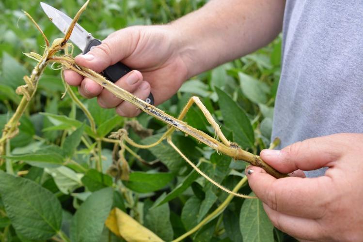 white mold on soybean stem