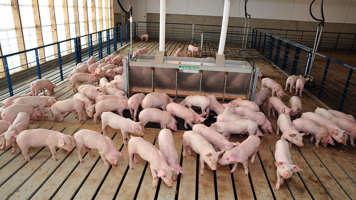 young pigs