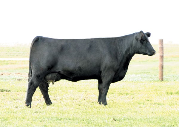 black chianina cattle