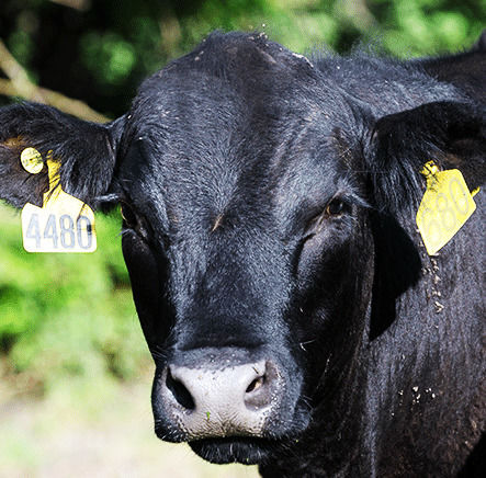 Black Hereford