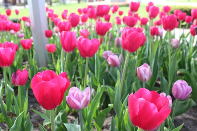 Pella tulips