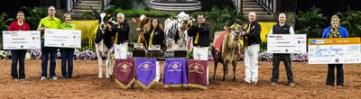 Supreme and reserve supreme champion cows and heifers of 2023 World Dairy Expo