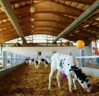 Winter Calf Barn Ventilation Tips Shared Dairy Agupdate Com