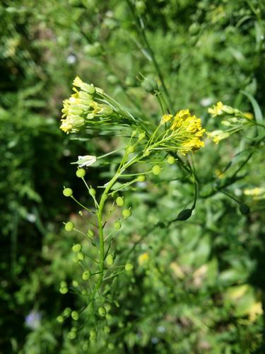 Camelina_sativa - photo by Stefan Lefnaer.jpg