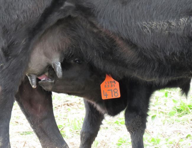 Branding 6, calf nursing cow.JPG