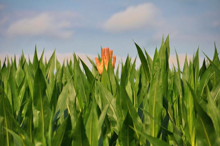 Wade Bulman in corn