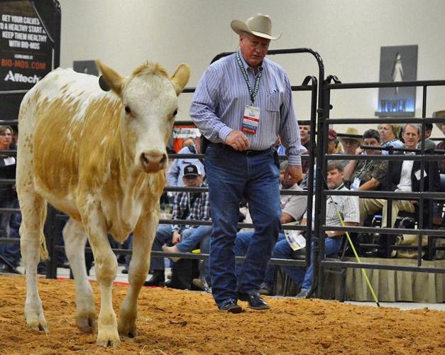 Gill moves calf