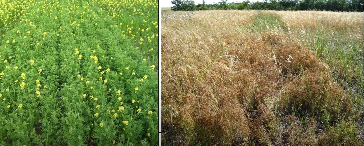 Wild oats and thistles