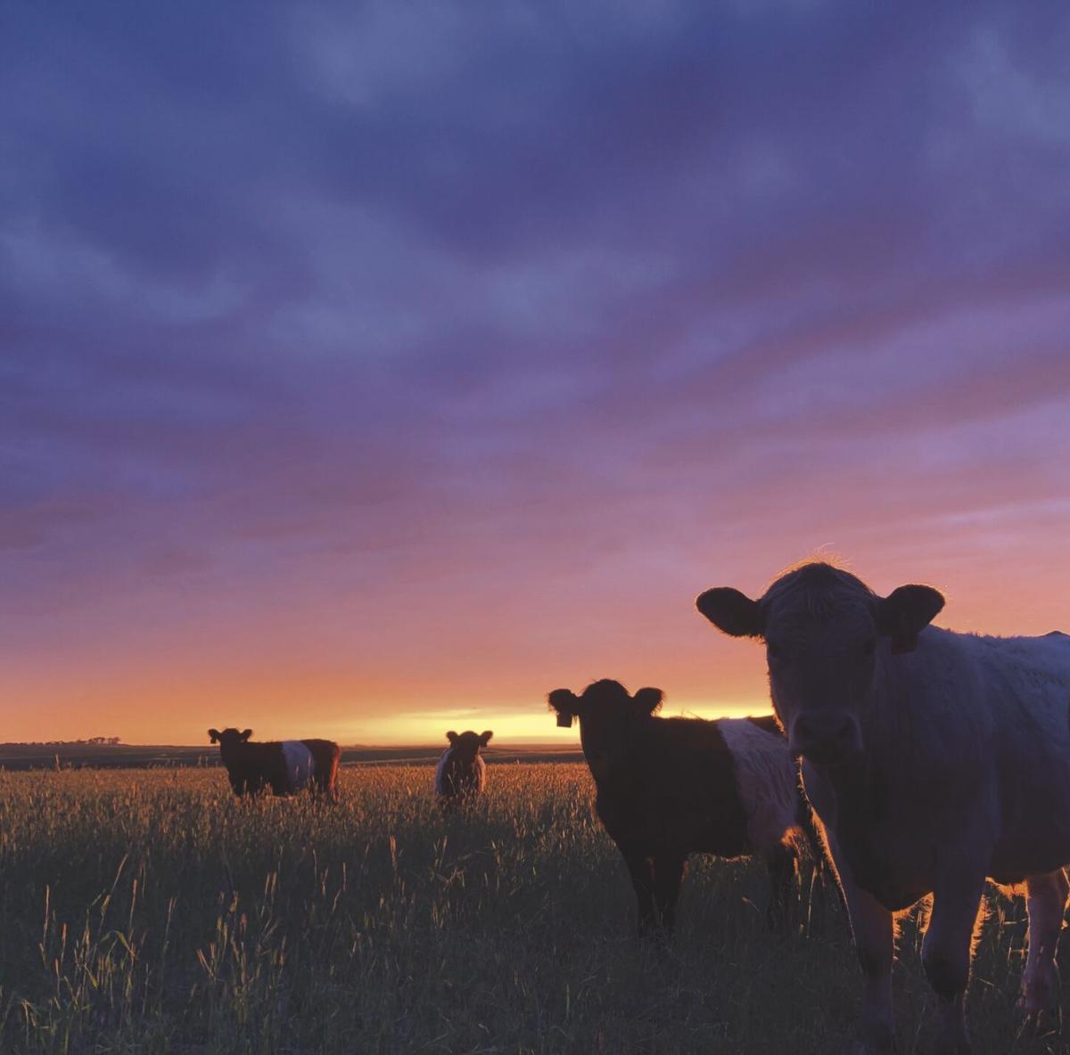 Local beef for dinner (3) - worked.jpg