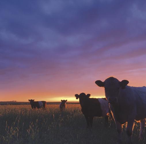 Local beef for dinner (3) - worked.jpg