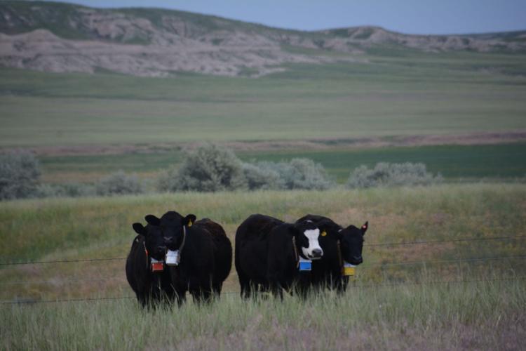 Cattle gps 2