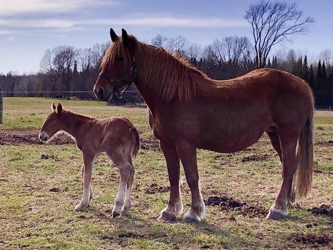 Foal and adult horse