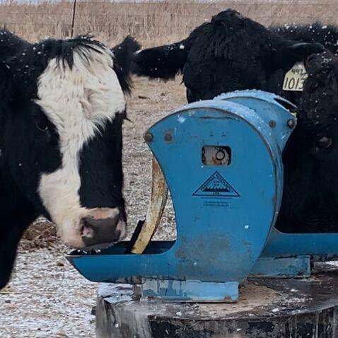 Frost-free nose pumps