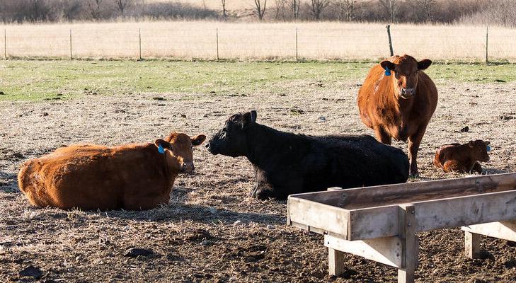 Cows in confinement