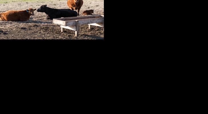 Cows in confinement