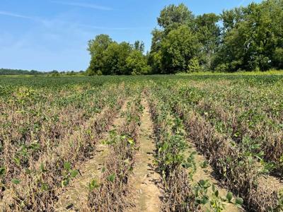 Illinois soybean field