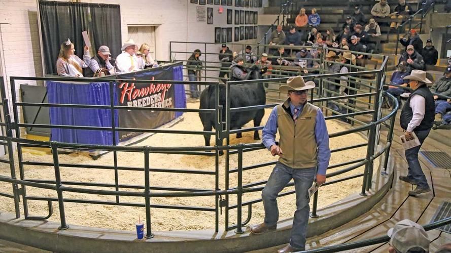 Simmental heifer brings top price at Iowa Beef Expo