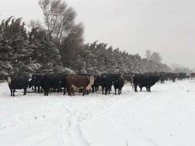 Cattle at shelter belt