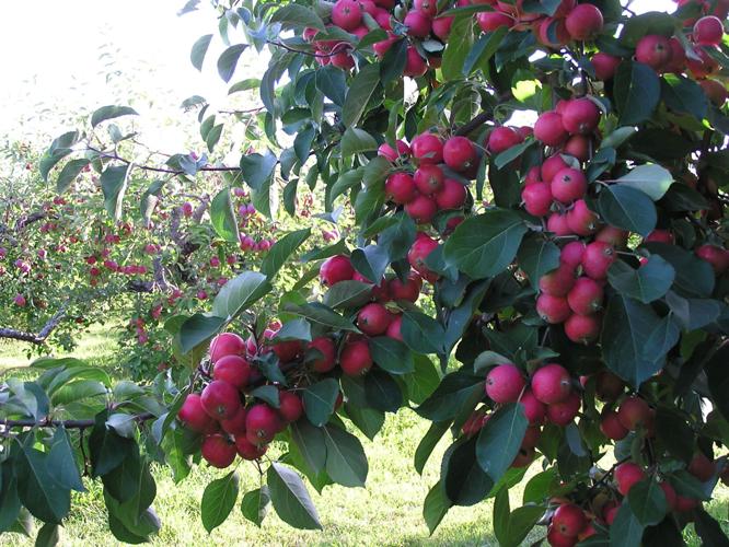Apple tree