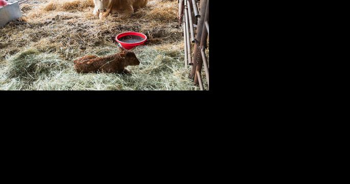 Understand calving-related challenges for cow - Vimarsana News