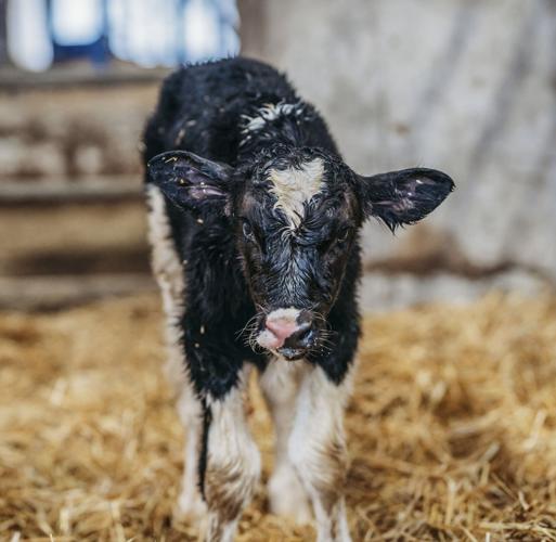 Dairy calf