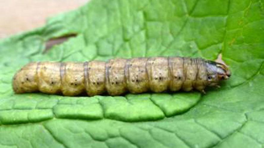 Black cutworm