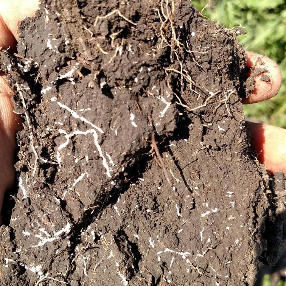 Dirt to Soil: Gabe Browns' journey to soil health