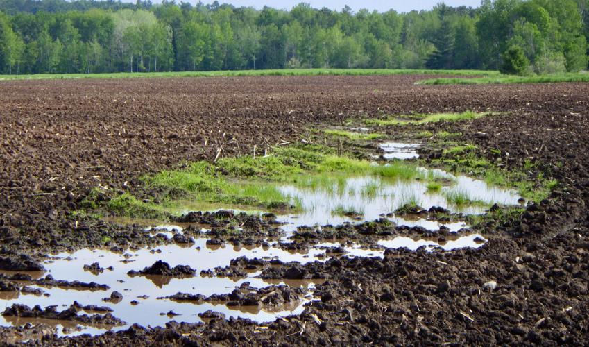 Water in field
