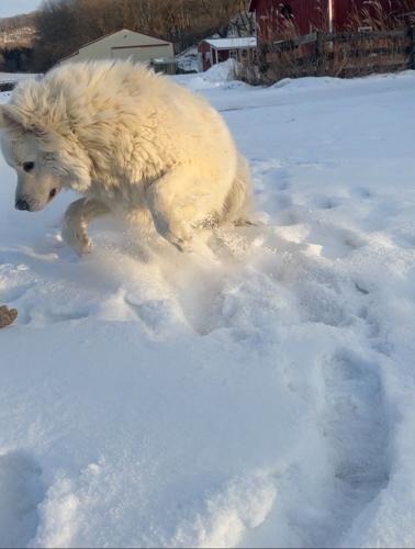 Candid Canine Corner