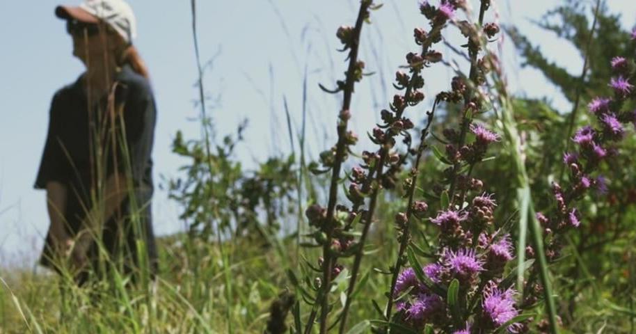 Restore ecosystems, wildlife habitat