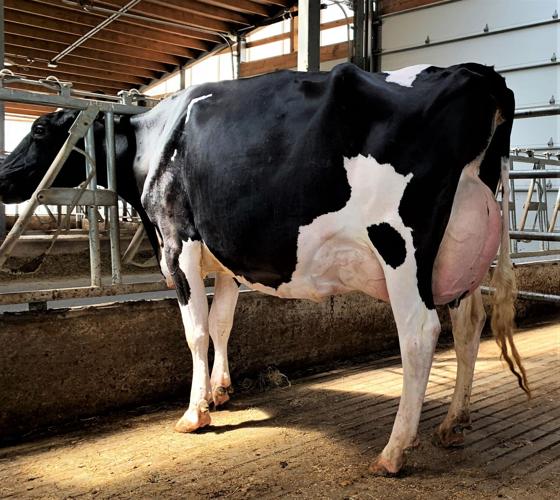 Registered Holstein cow